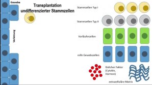thumbnail of medium Stammzelltherapie - Aspekte der Stammzellbiologie - Vorlesung 3
